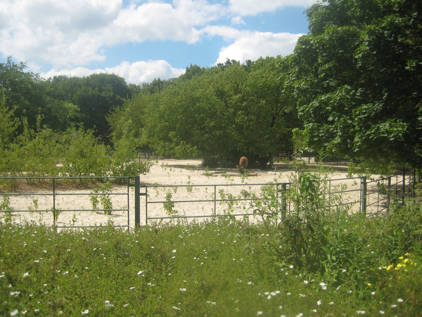Berlin Tierpark - Donkey exhibit
