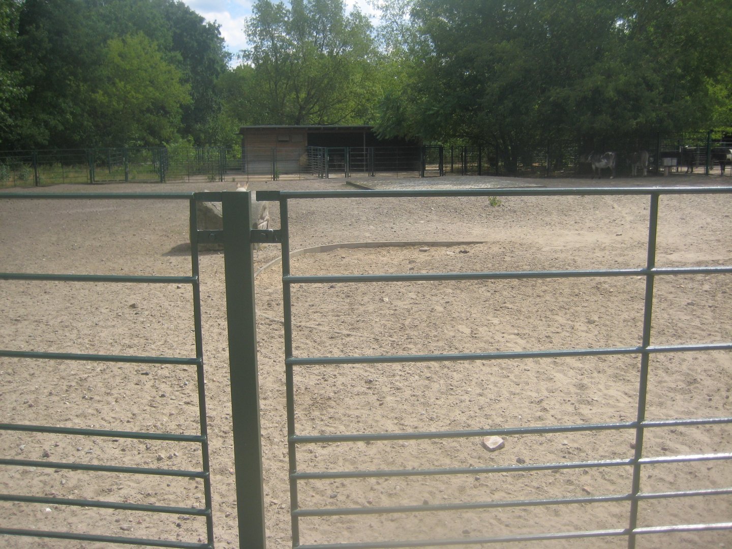 Berlin Tierpark - Donkey exhibit