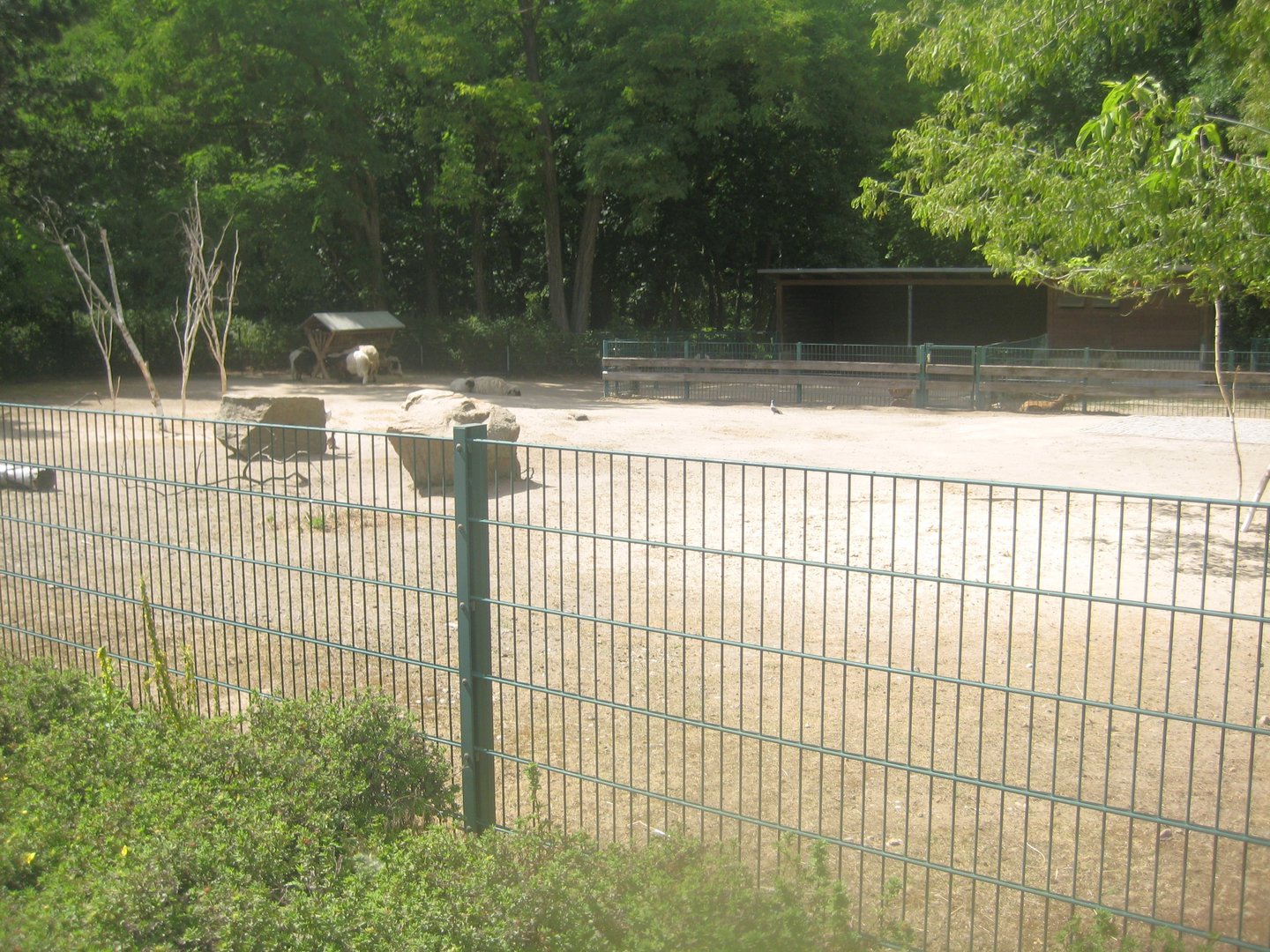 Berlin Tierpark - Goat/sheep exhibit