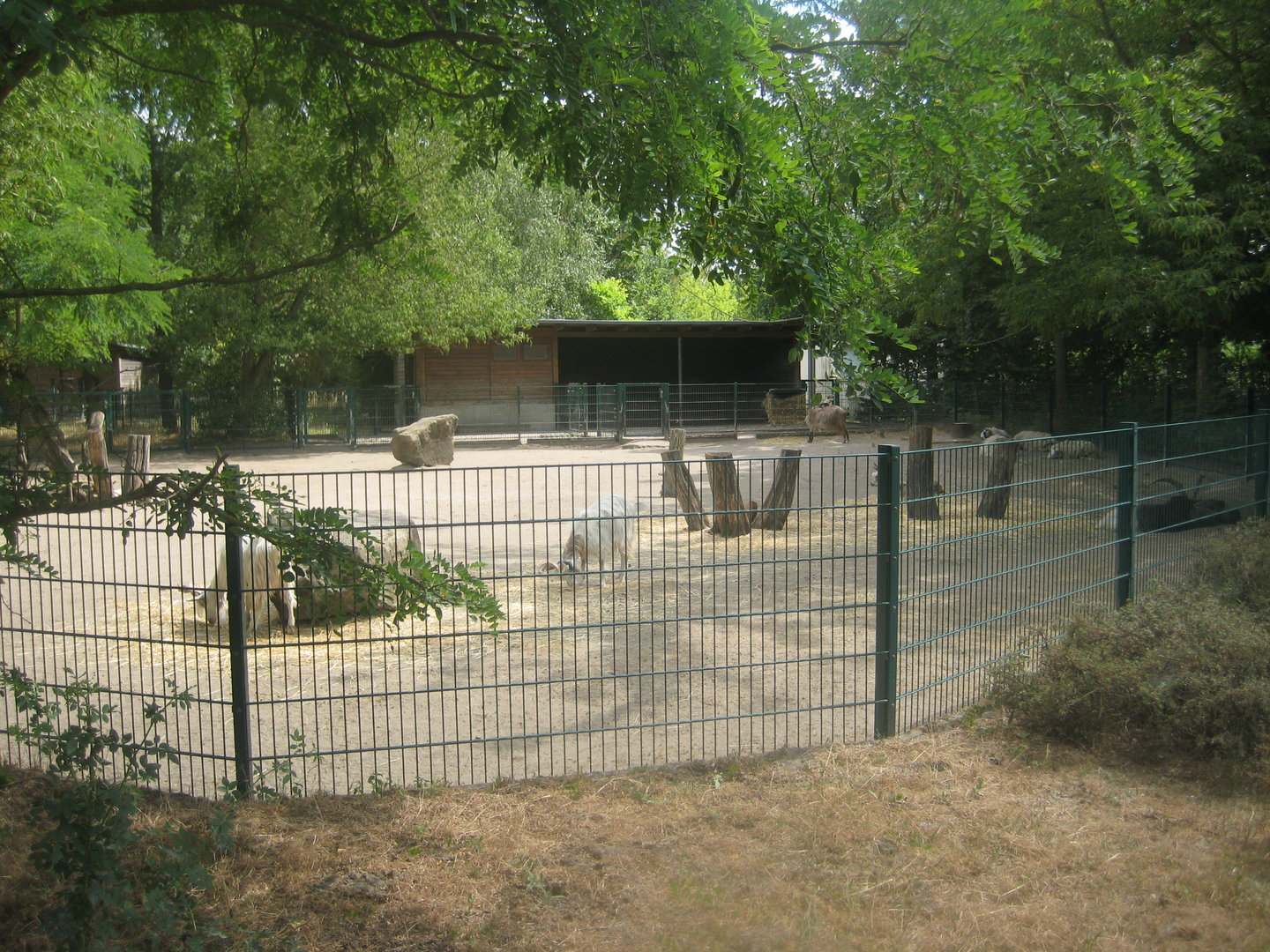 Berlin Tierpark - Goat/sheep exhibit