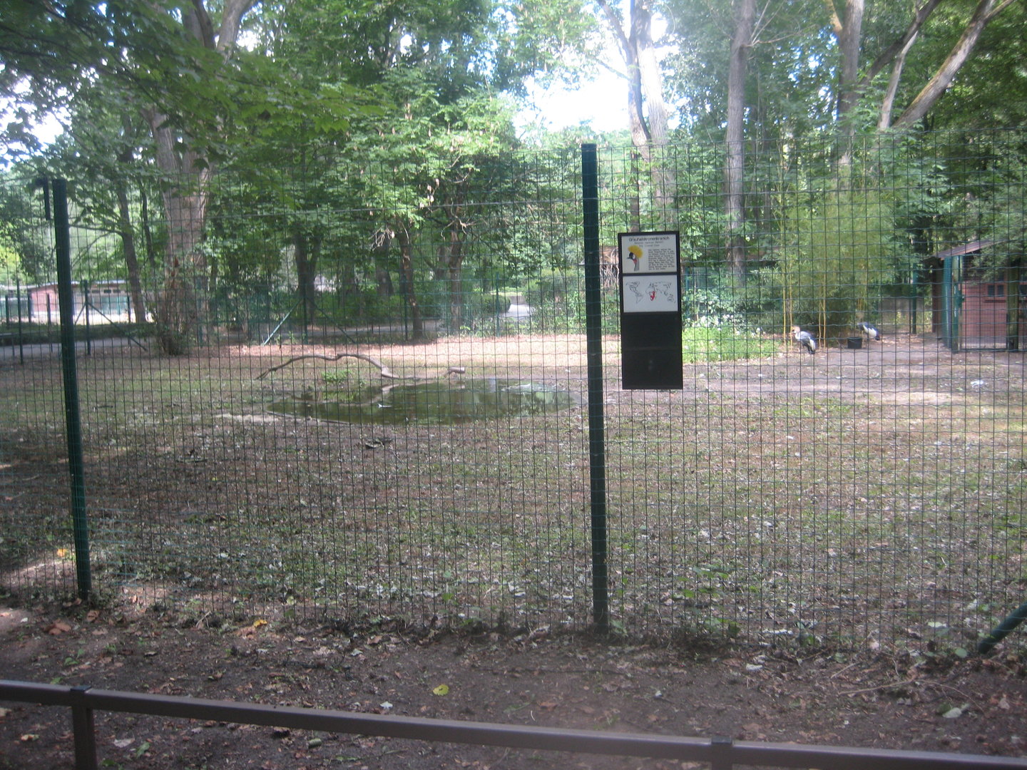 Berlin Tierpark - Grey crowned-crane exhibit