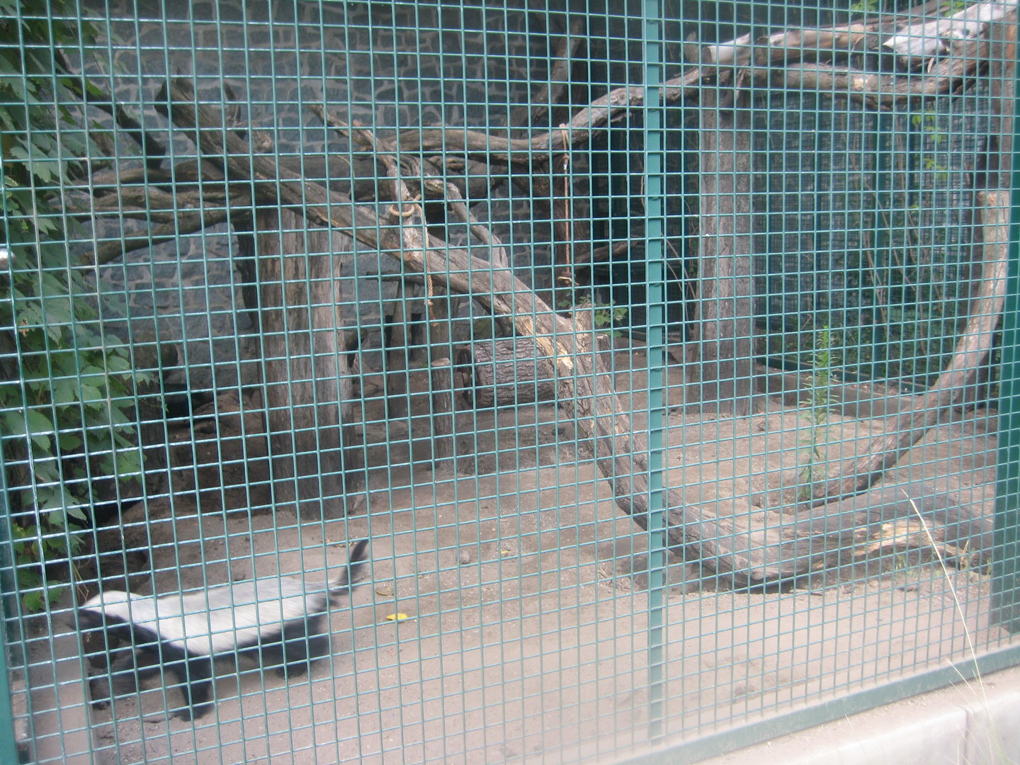 Berlin Tierpark - Honey badger exhibit