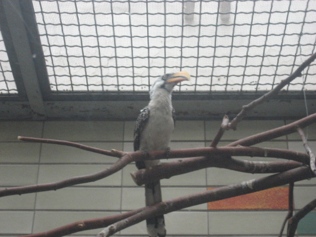 Berlin Tierpark - Hornbill