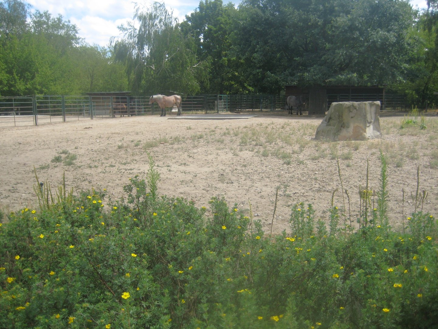 Berlin Tierpark - Horse exhibit