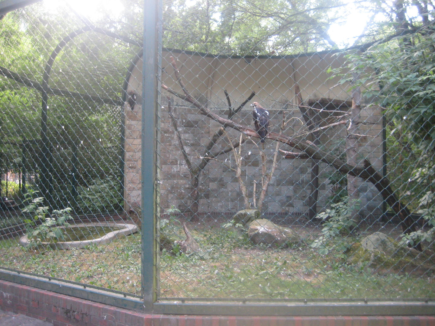 Berlin Tierpark - Imperial eagle aviary