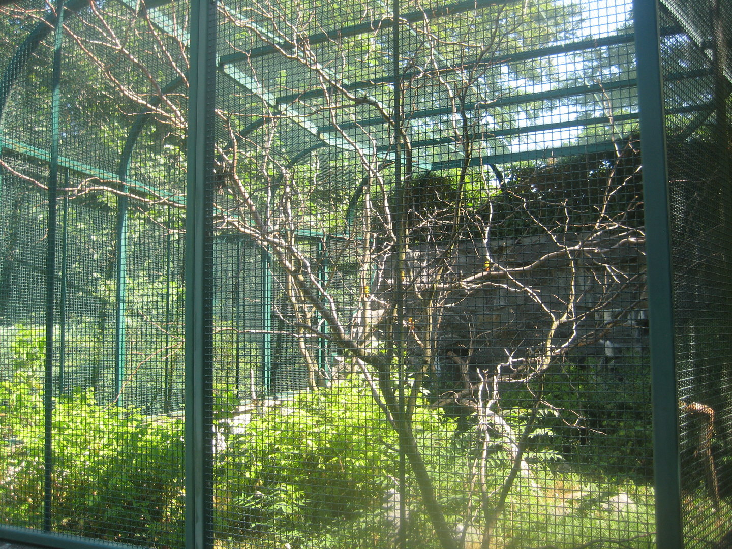 Berlin Tierpark - Jandaya parakeet aviary
