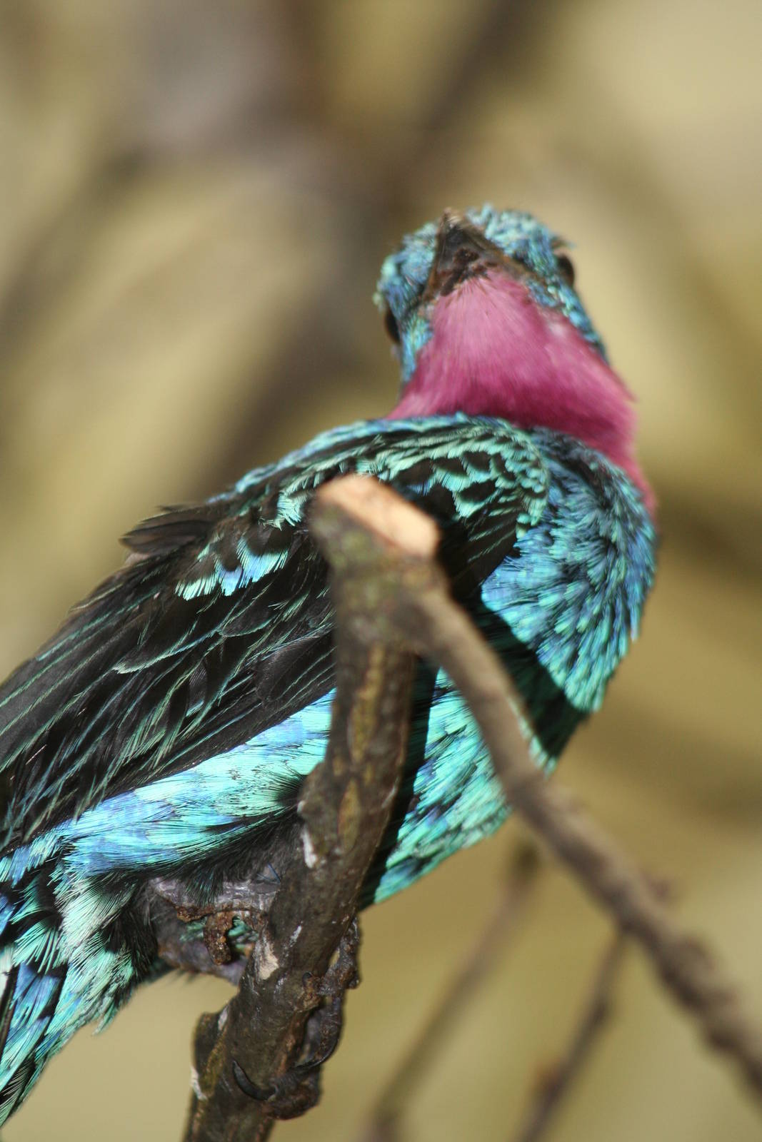 - Berlin Tierpark July 08