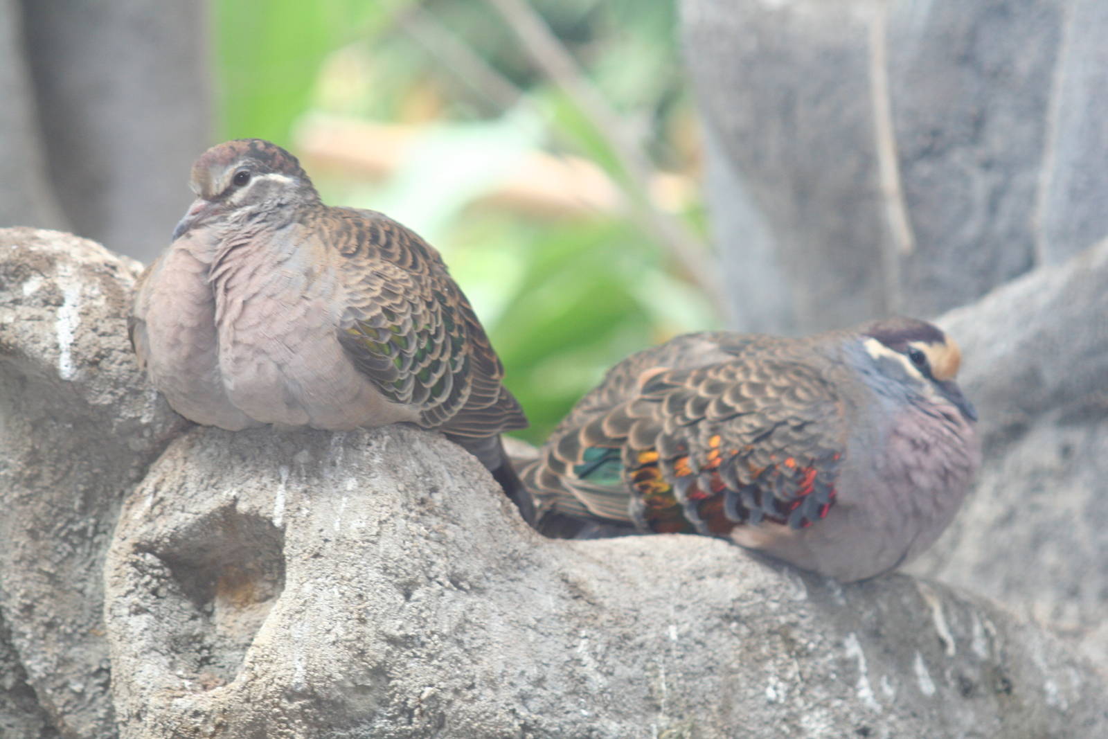 - Berlin Tierpark July 08