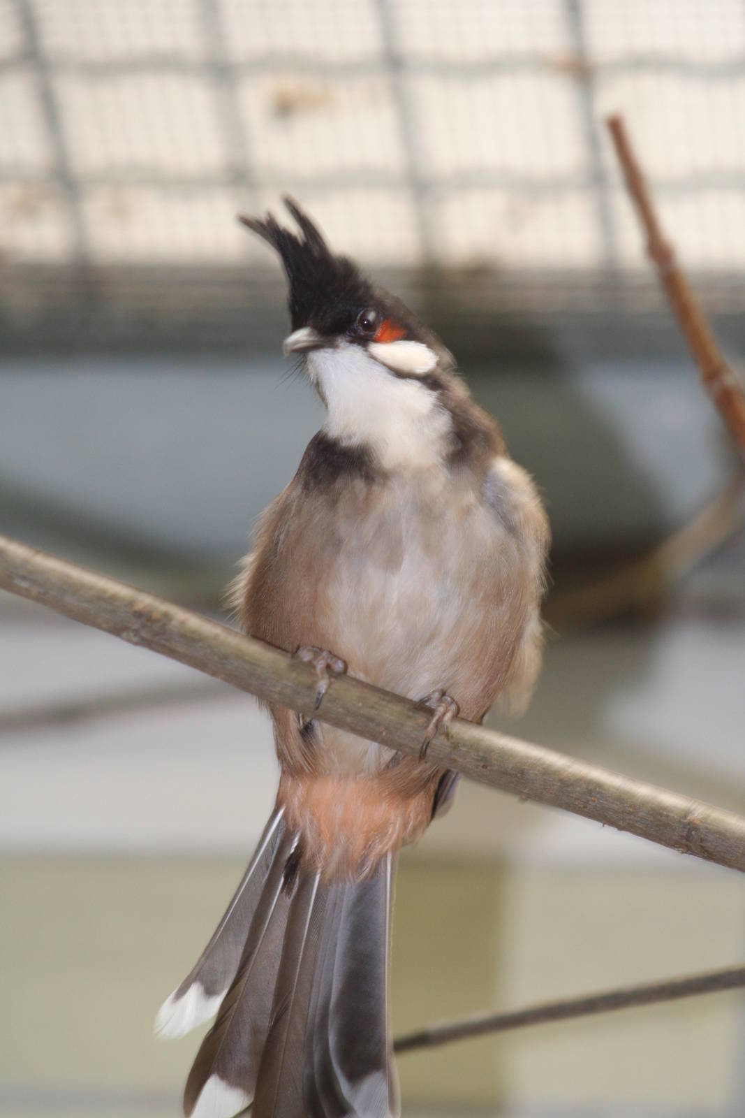- Berlin Tierpark July 08