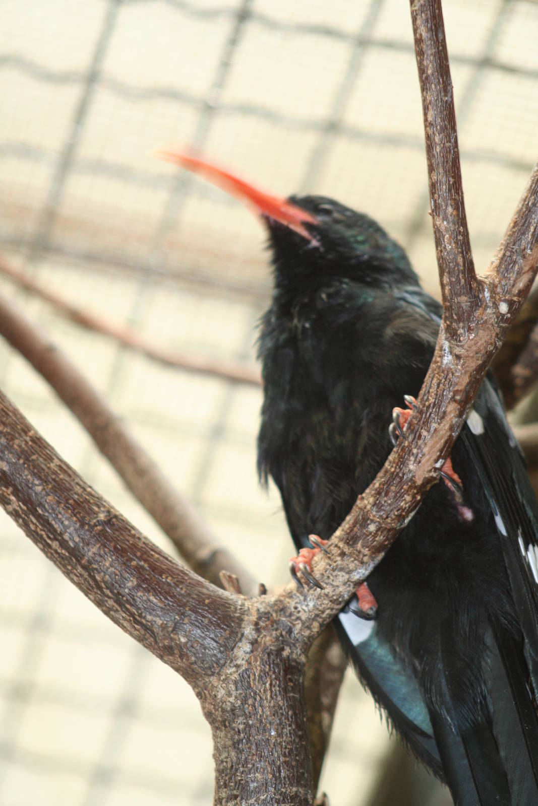 - Berlin Tierpark July 08