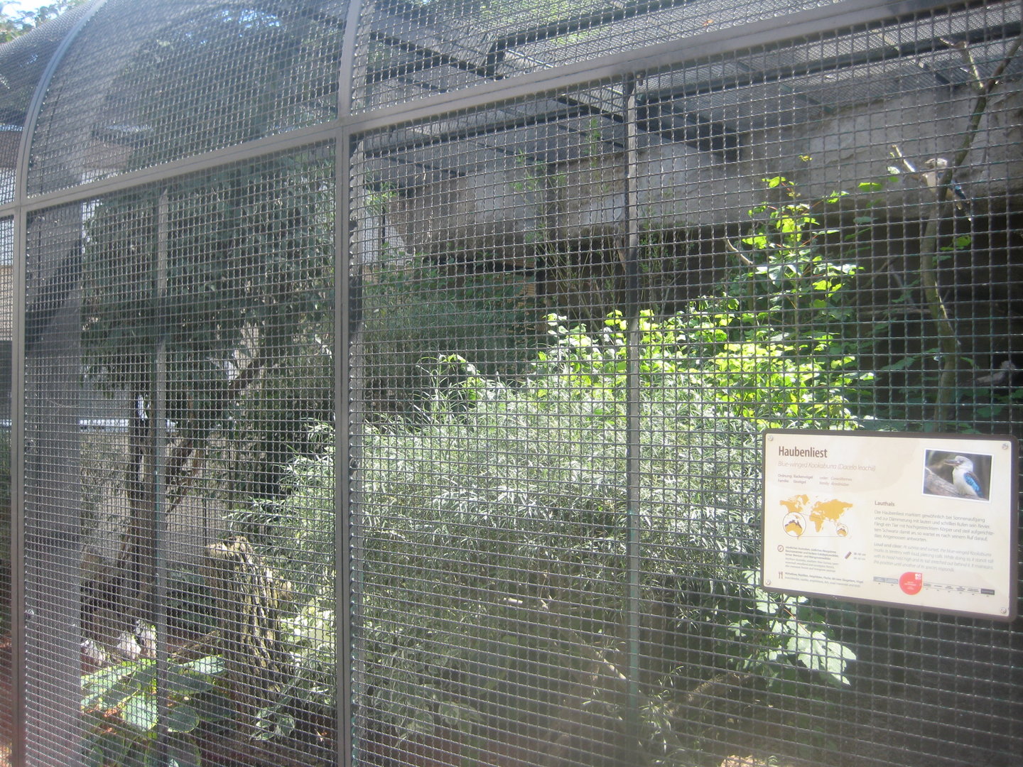 Berlin Tierpark - Kookaburra aviary