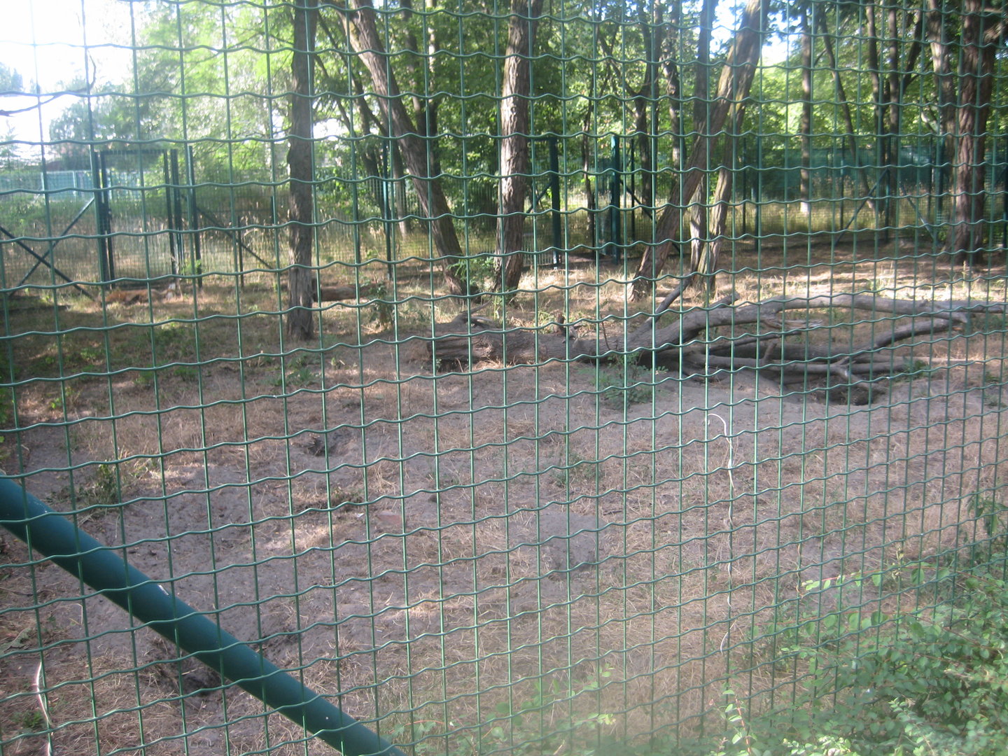 Berlin Tierpark - Maned wolf exhibit
