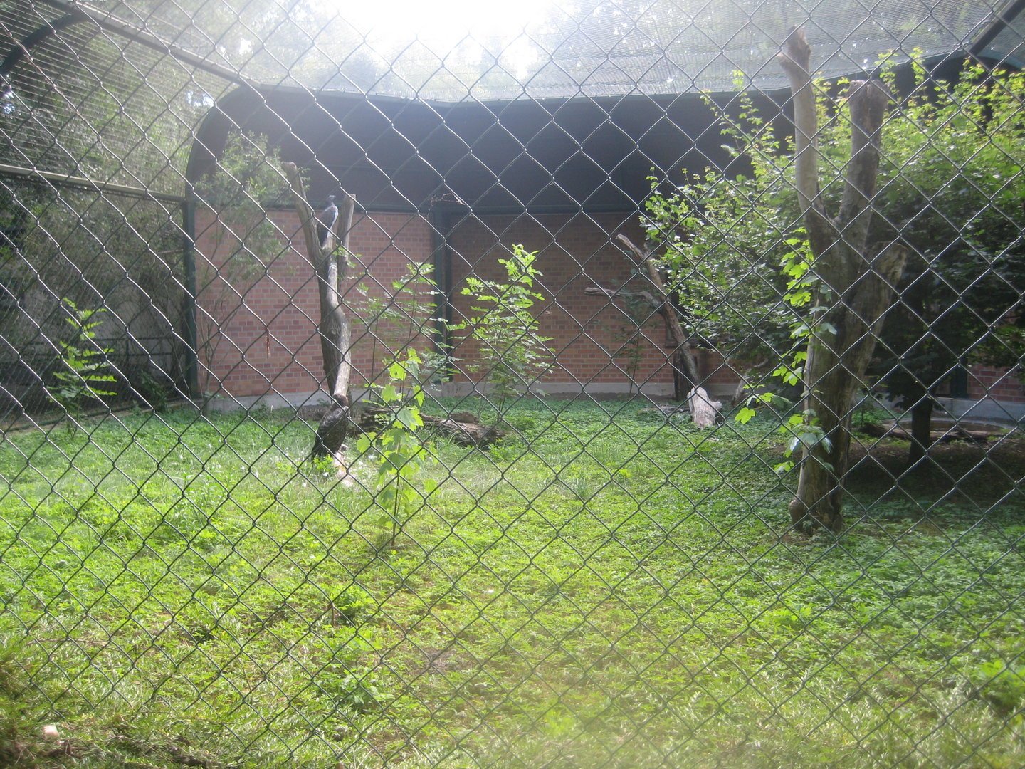 Berlin Tierpark - Martial eagle aviary