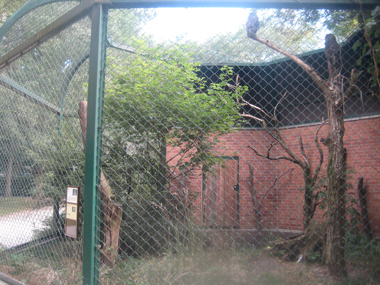 Berlin Tierpark - Milky eagle owl aviary