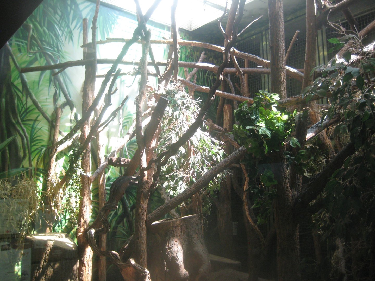 Berlin Tierpark - Monkey house - Callithricid exhibit