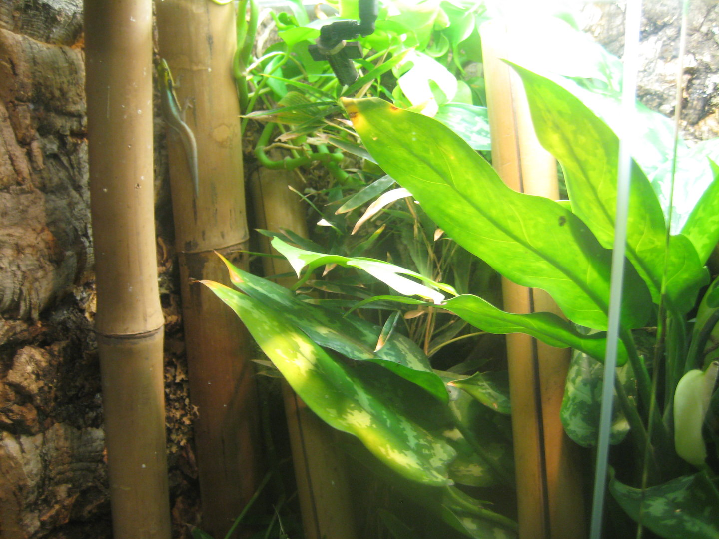 Berlin Tierpark - Monkey house - Gecko/millipede exhibit
