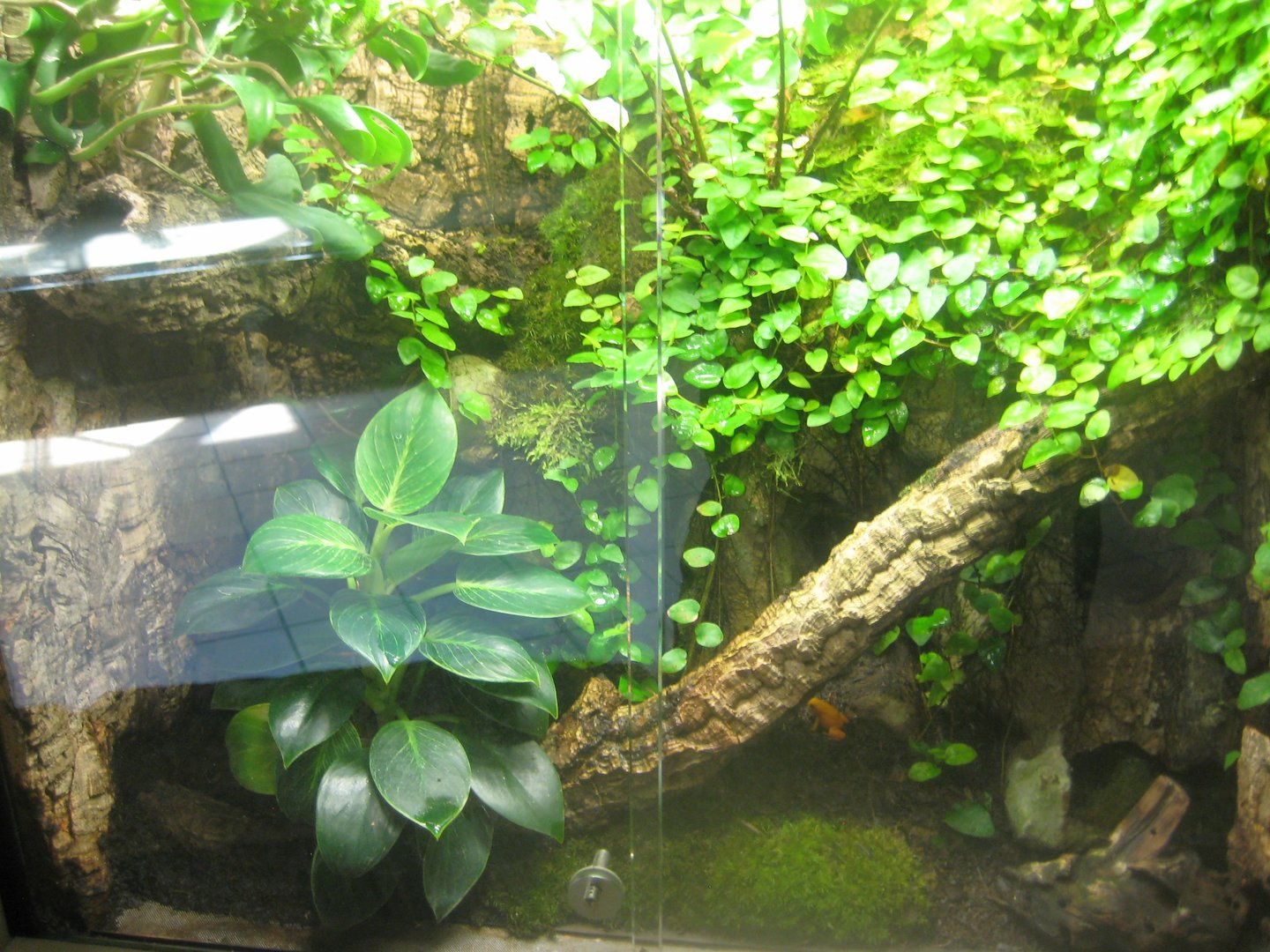 Berlin Tierpark - Monkey house - Mantella exhibit