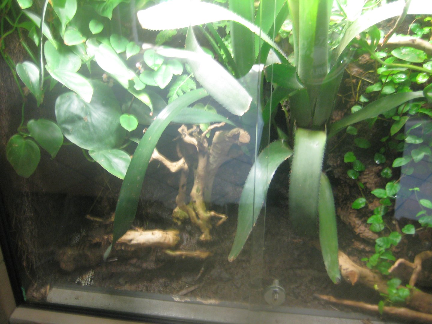 Berlin Tierpark - Monkey house - Poison frog exhibit