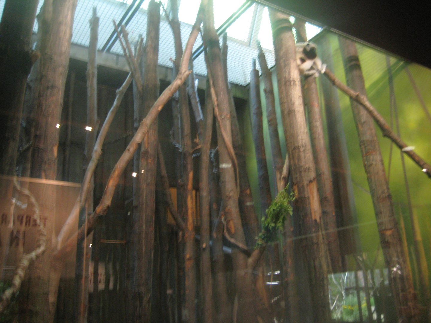 Berlin Tierpark - Monkey house - Sifaka exhibit