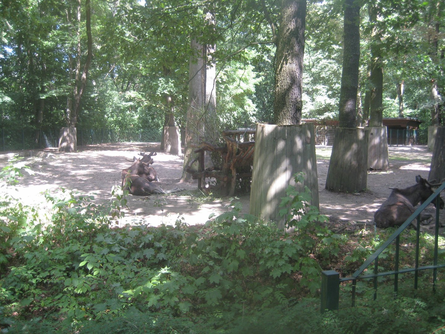 Berlin Tierpark - Moose exhibit