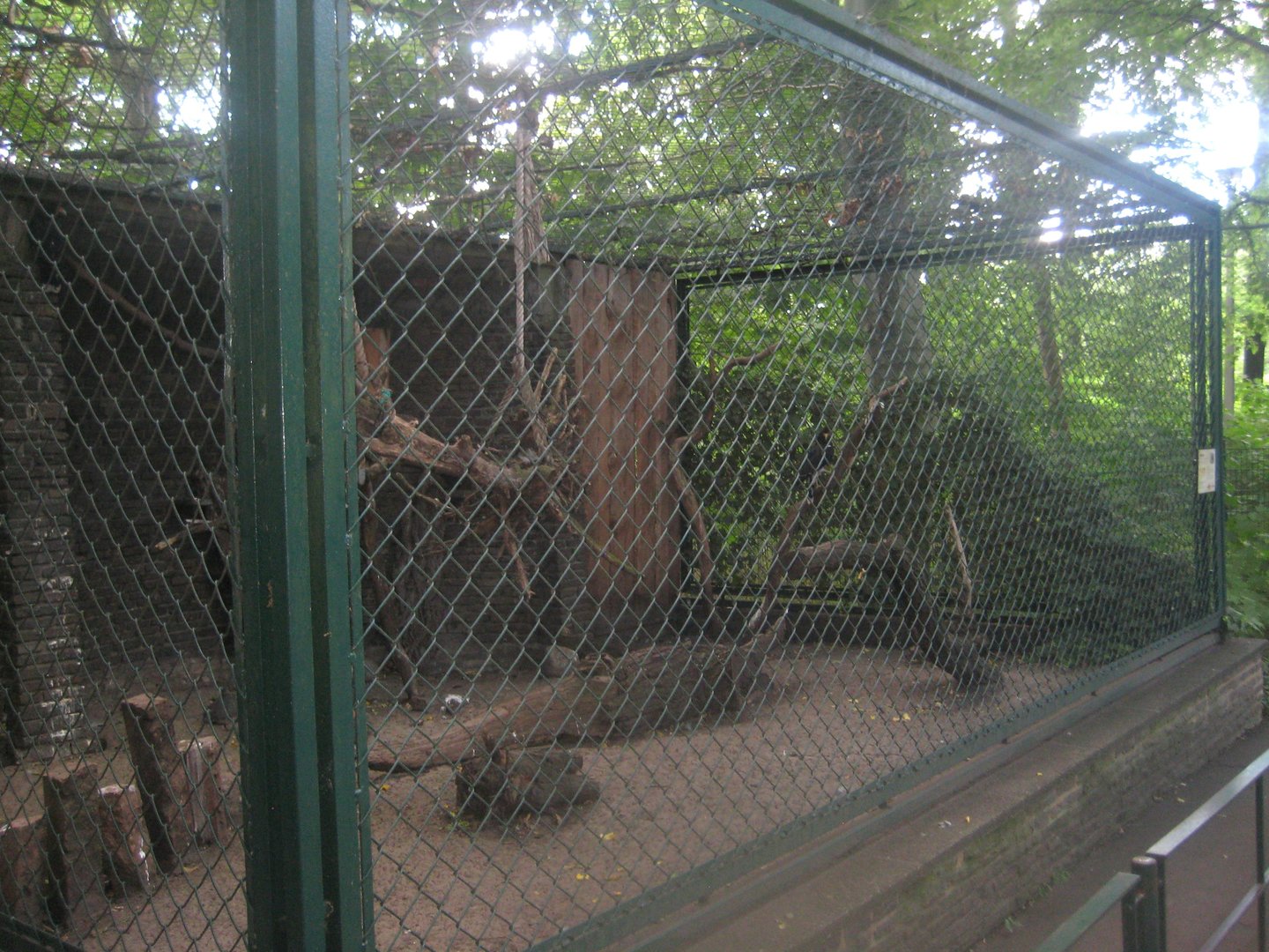 Berlin Tierpark - Mountain caracara aviary