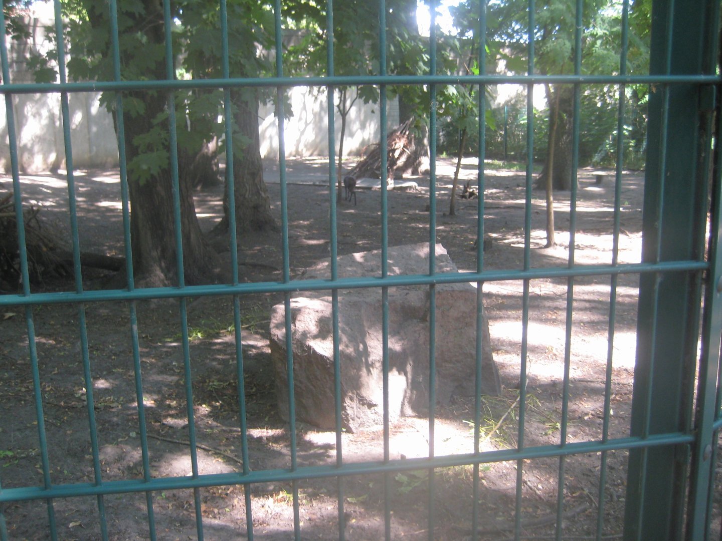 Berlin Tierpark - Musk deer exhibit