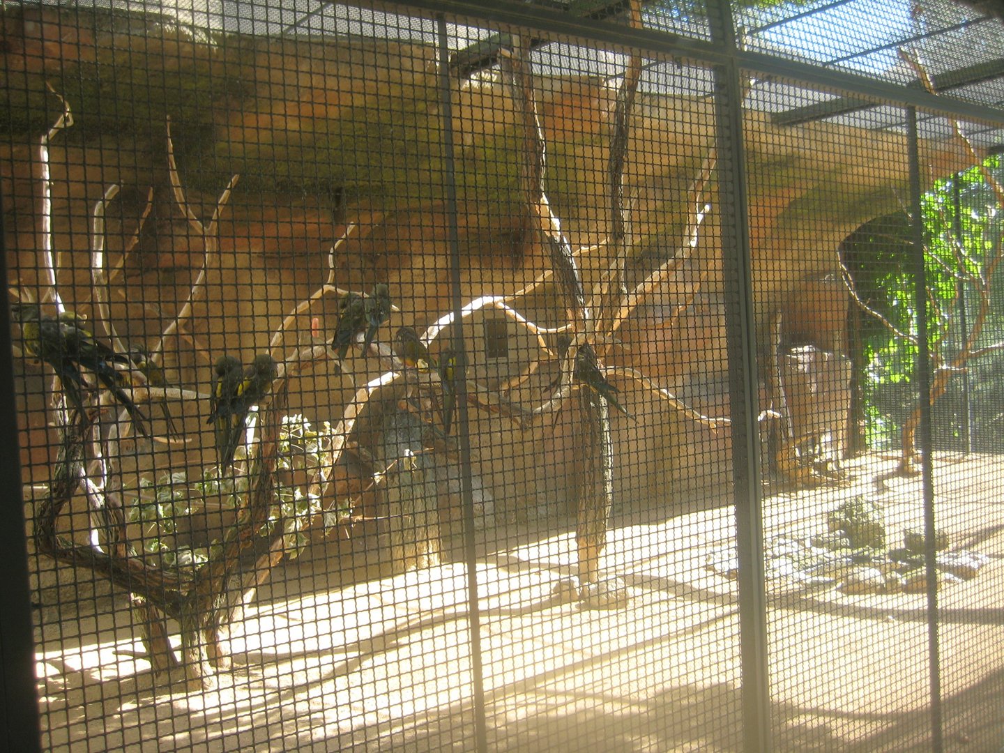 Berlin Tierpark - Patagonian conure aviary
