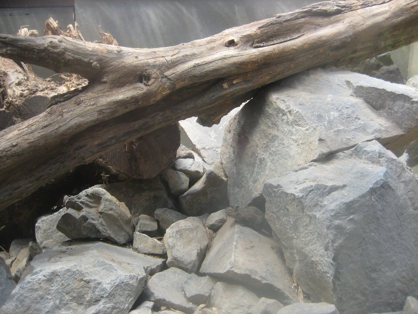 Berlin Tierpark - Pere David squirrel exhibit