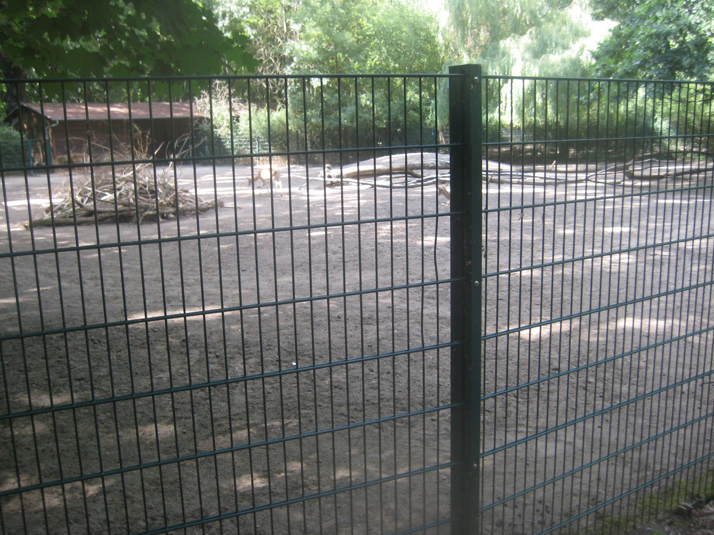 Berlin Tierpark - Persian fallow deer exhibit