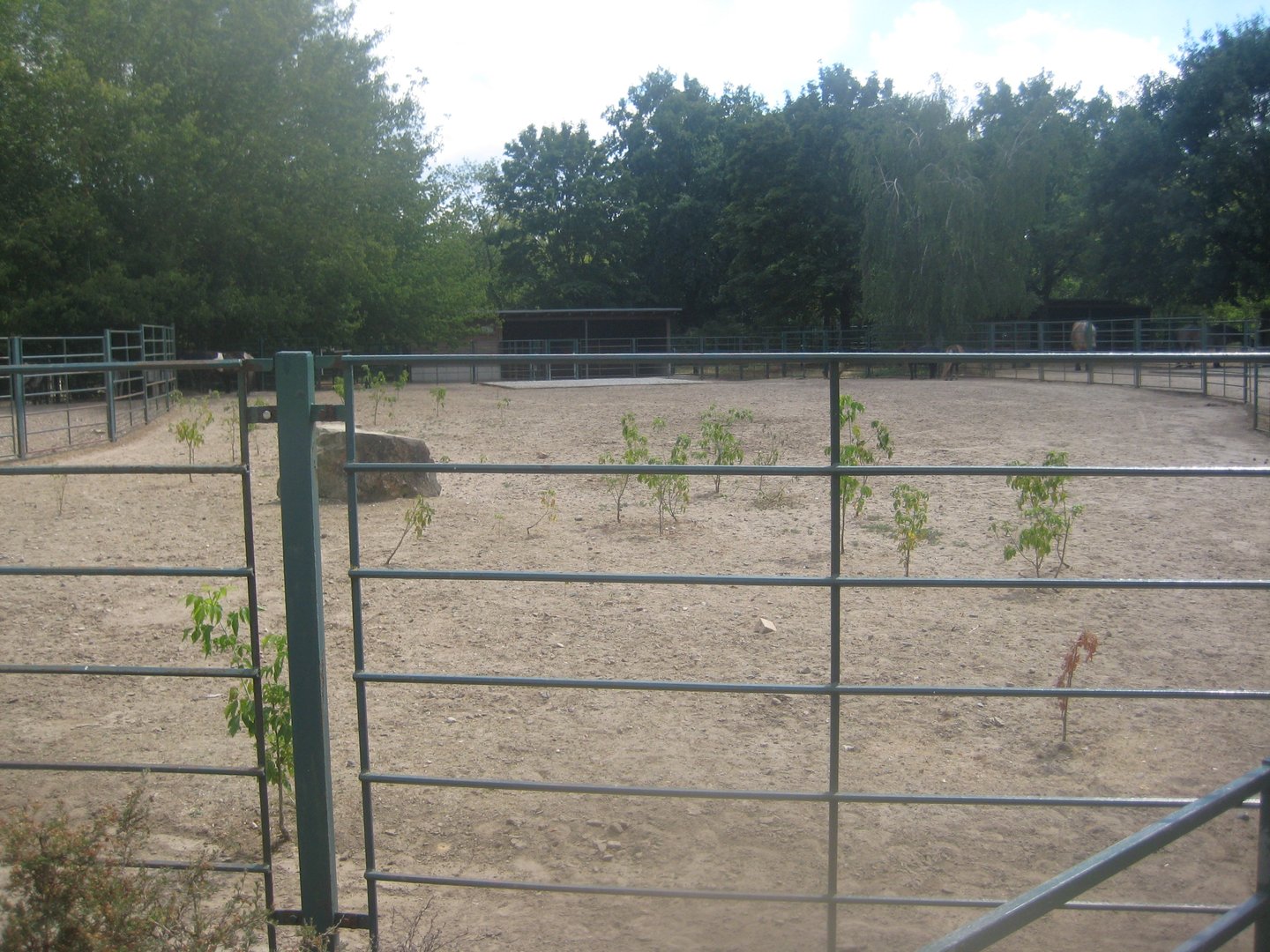 Berlin Tierpark - Pony exhibit