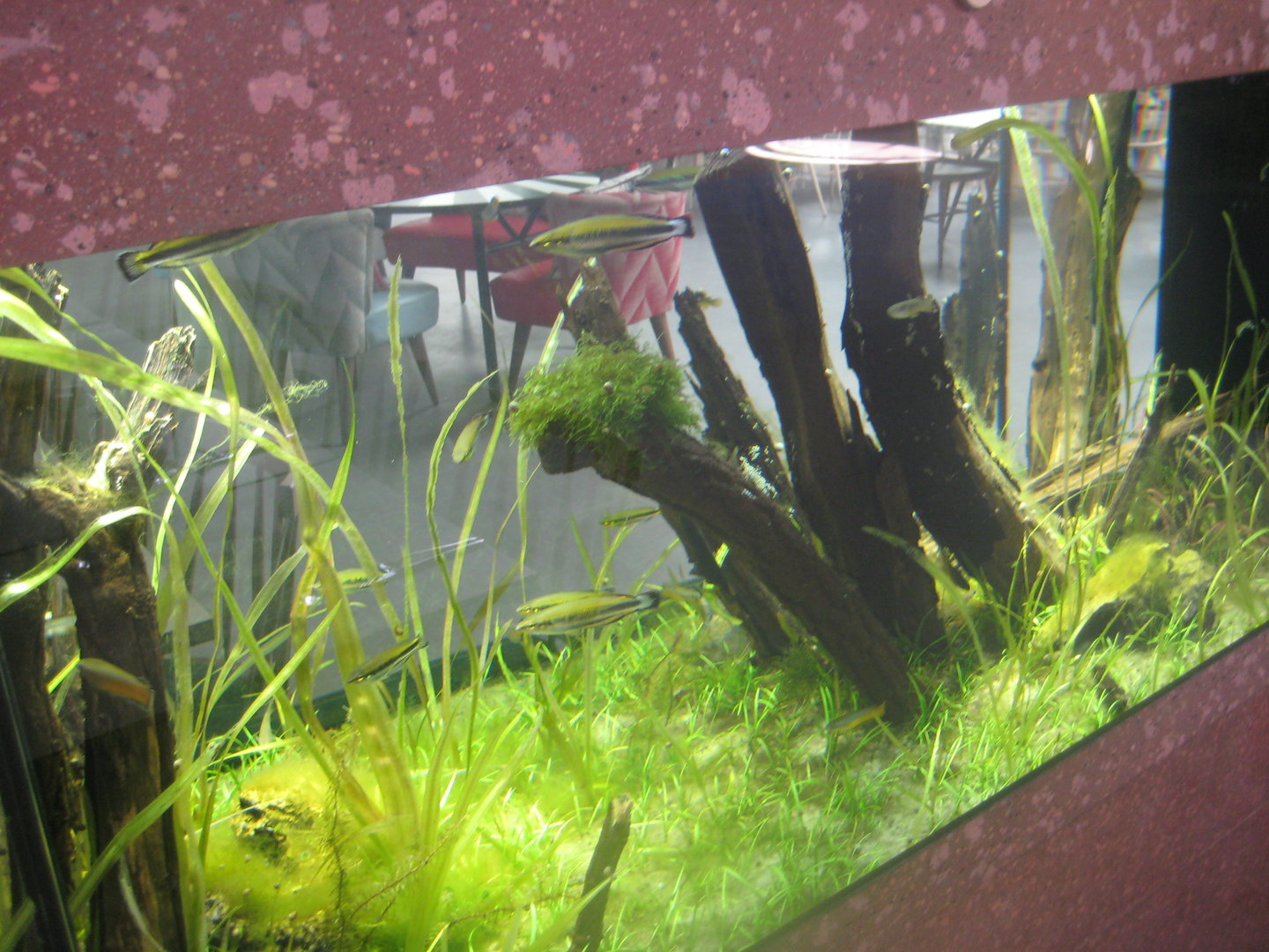 Berlin Tierpark - Restaurant Patagona - Madagascar tank