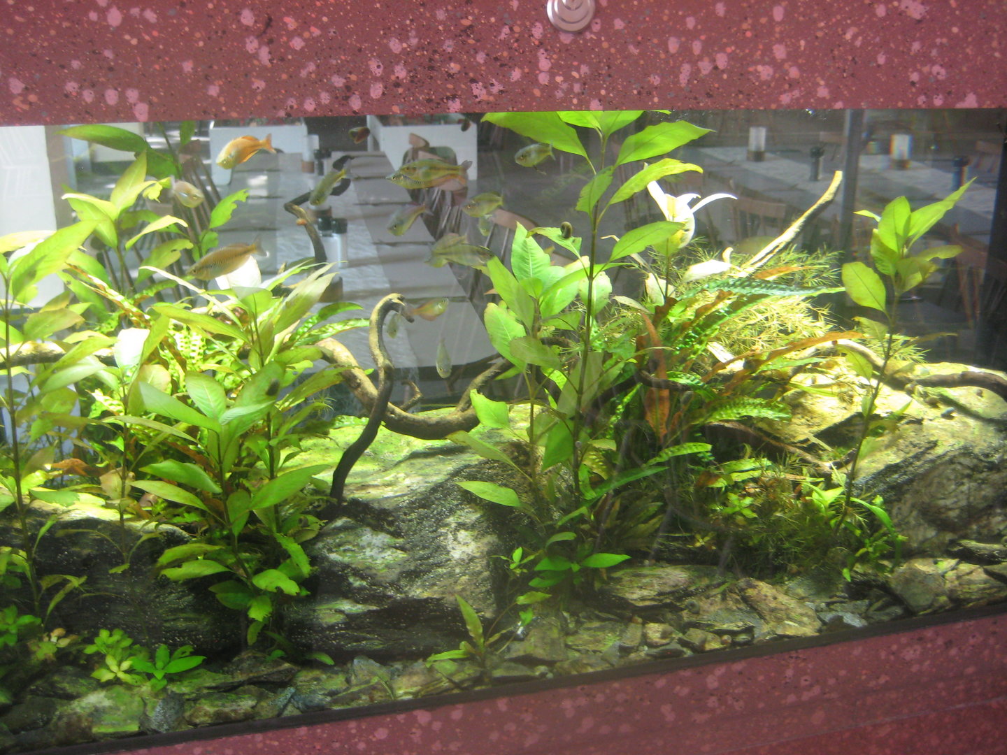 Berlin Tierpark - Restaurant Patagona - Rainbowfish tank