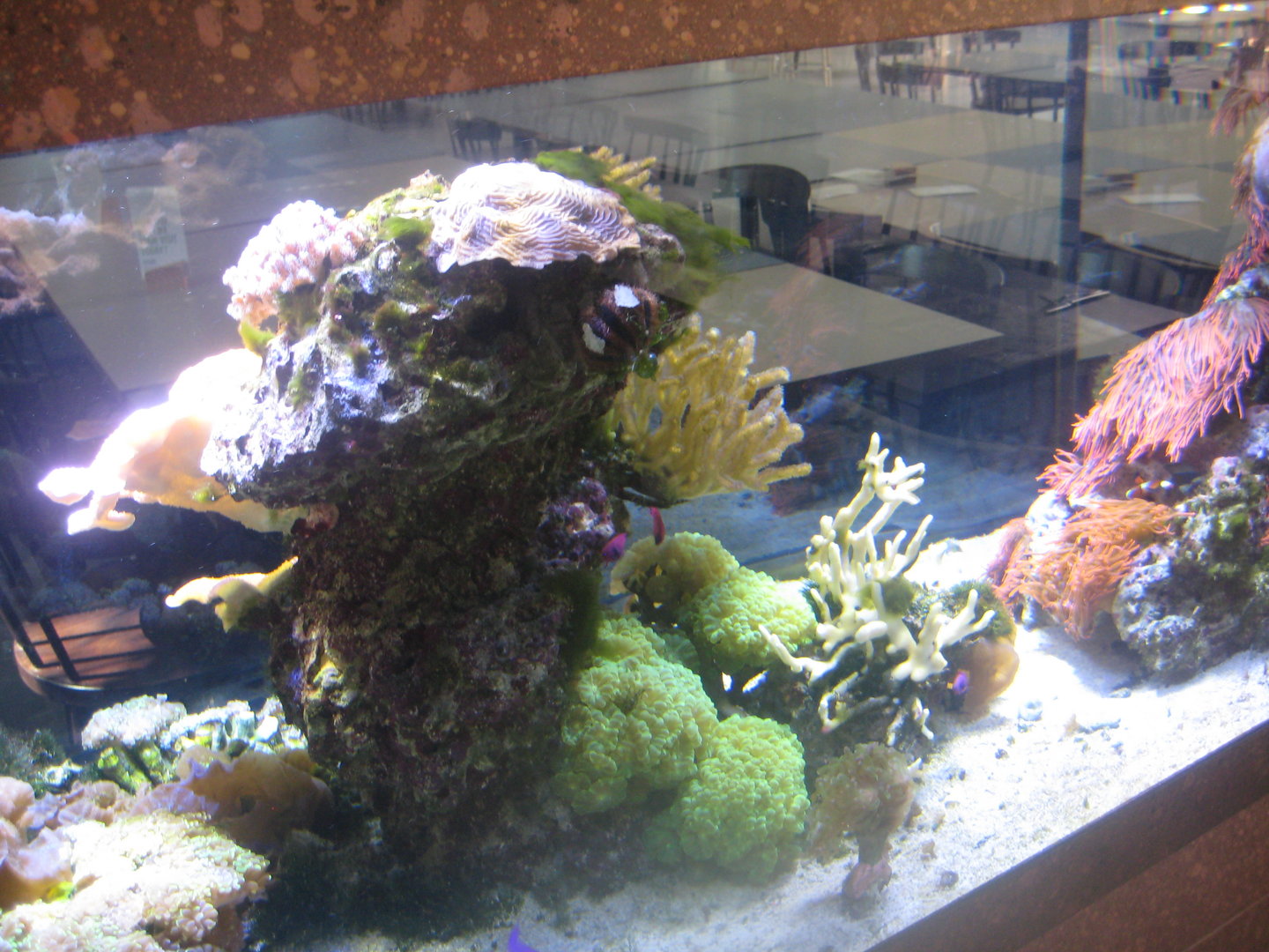 Berlin Tierpark - Restaurant Patagona - Small reef tank #1