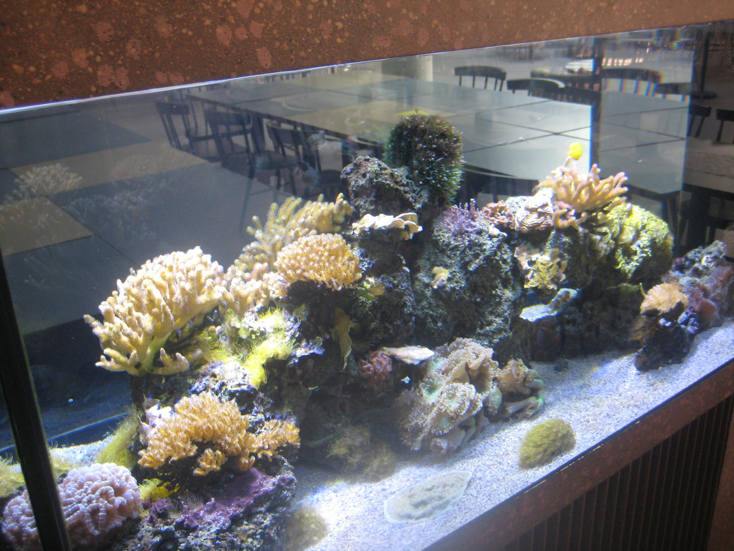 Berlin Tierpark - Restaurant Patagona - Small reef tank #2