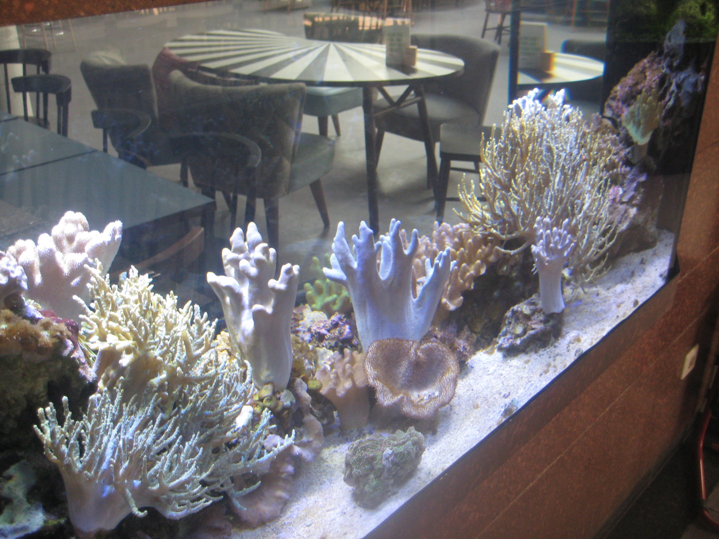 Berlin Tierpark - Restaurant Patagona - Small reef tank #3