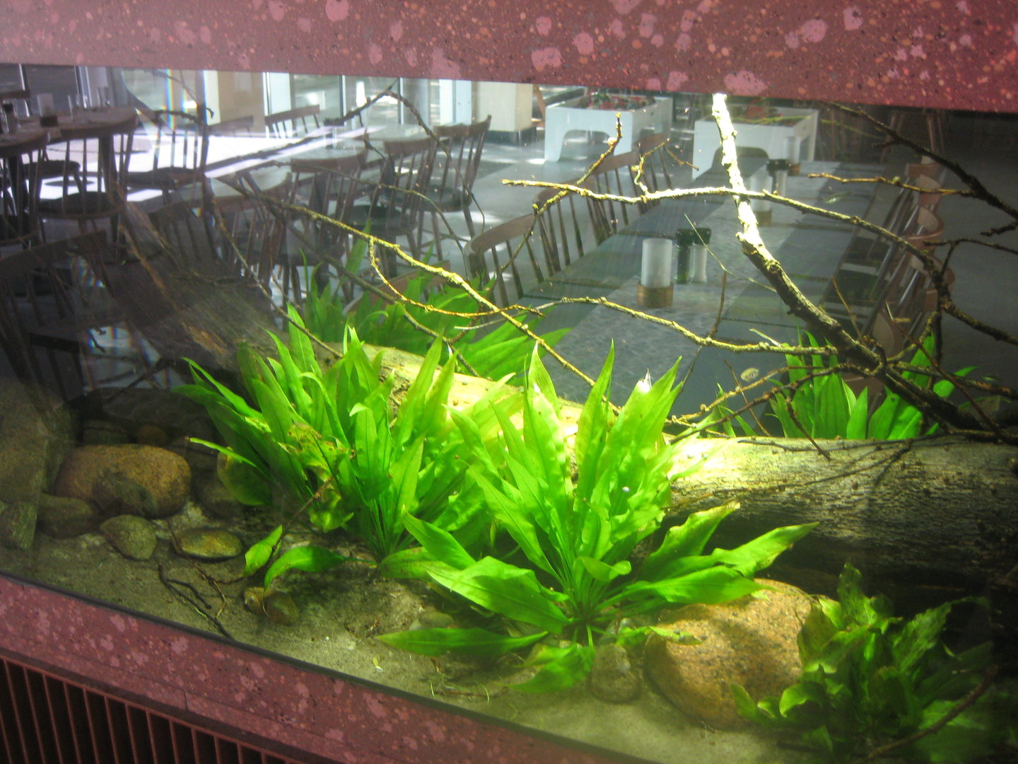 Berlin Tierpark - Restaurant Patagona - Toothcarp tank
