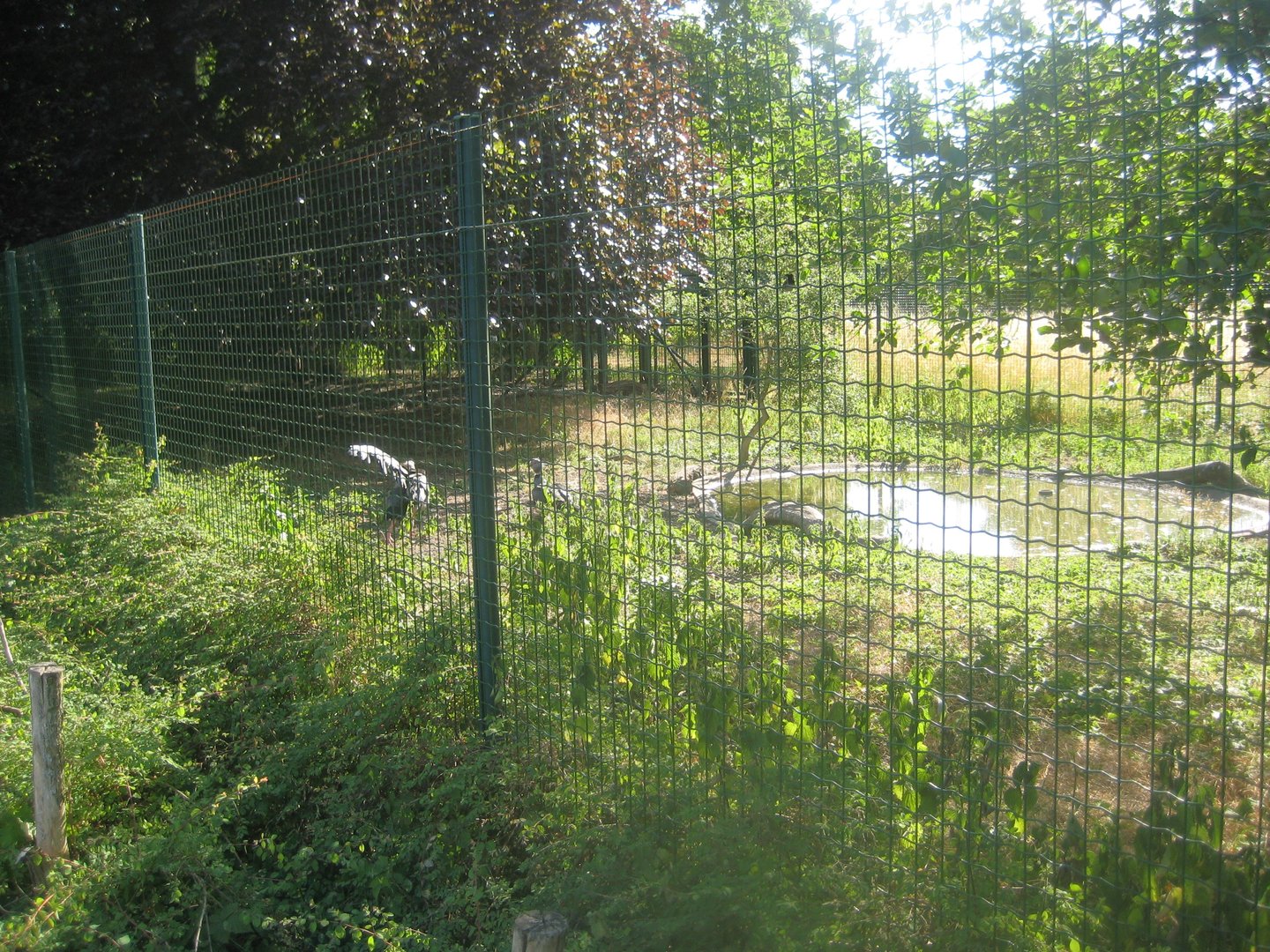Berlin Tierpark - Screamer aviary