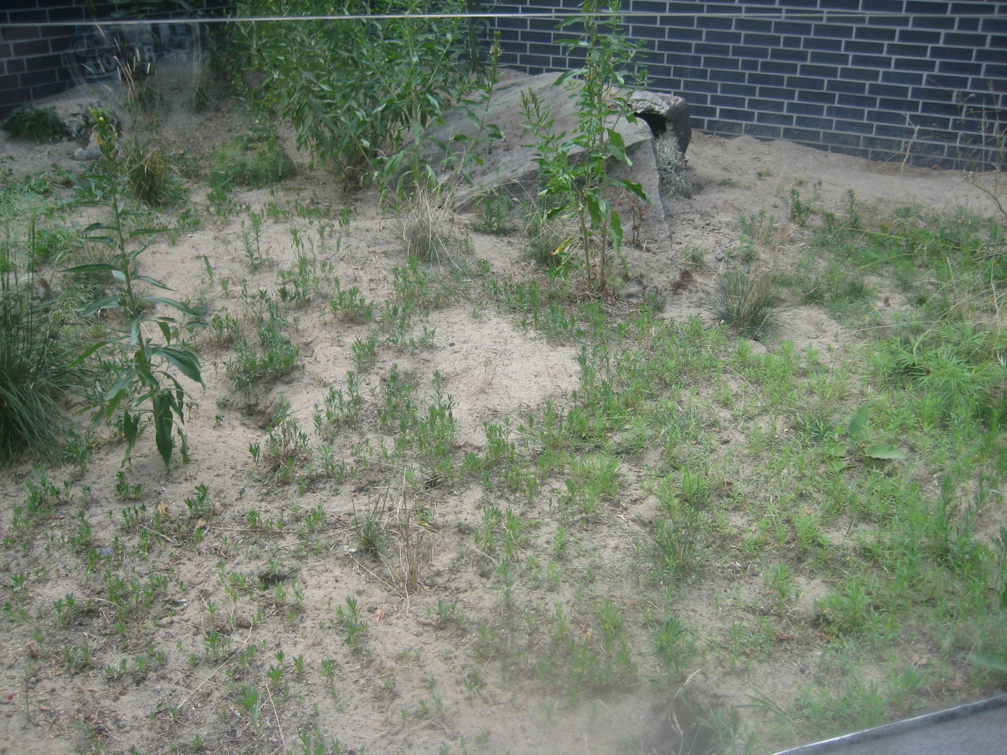 Berlin Tierpark - Souslik exhibit