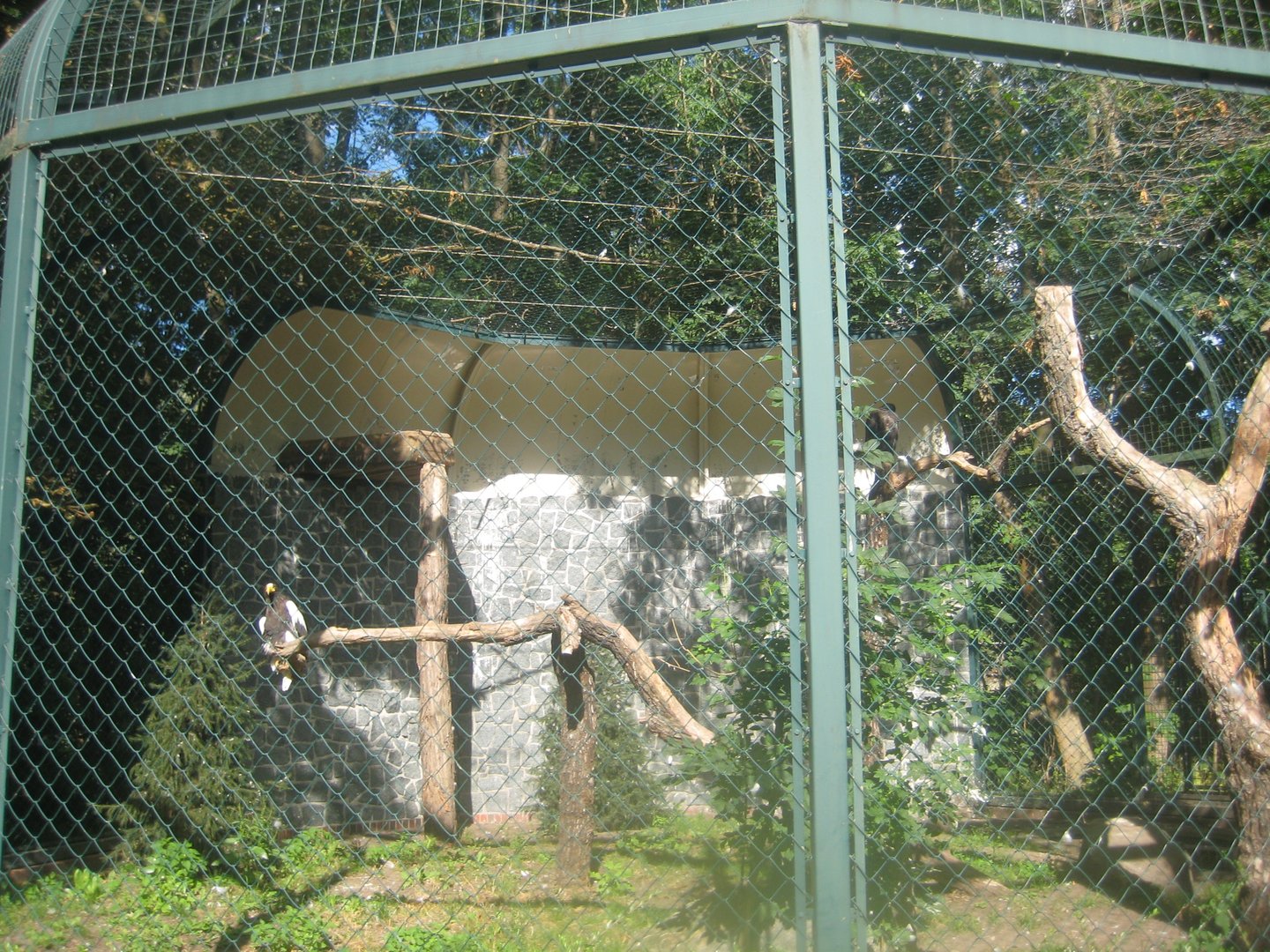 Berlin Tierpark - Steller's eagle aviary