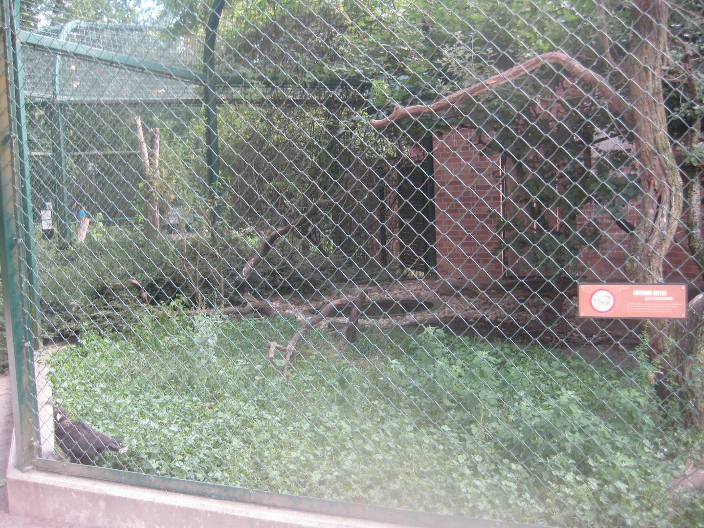Berlin Tierpark - Striated caracara aviary