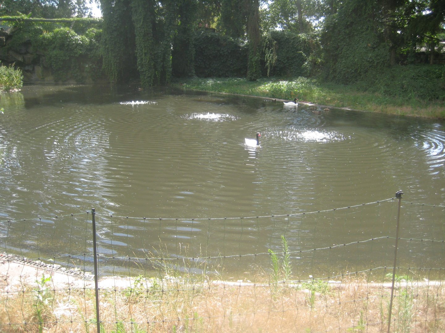 Berlin Tierpark - Swan pond