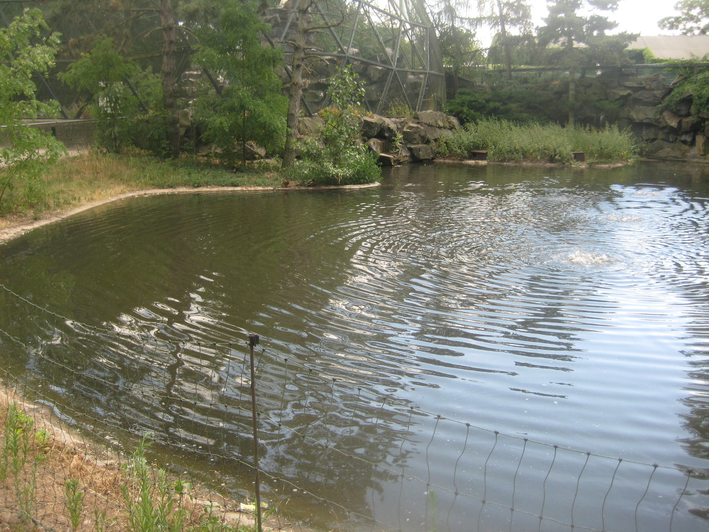 Berlin Tierpark - Swan pond