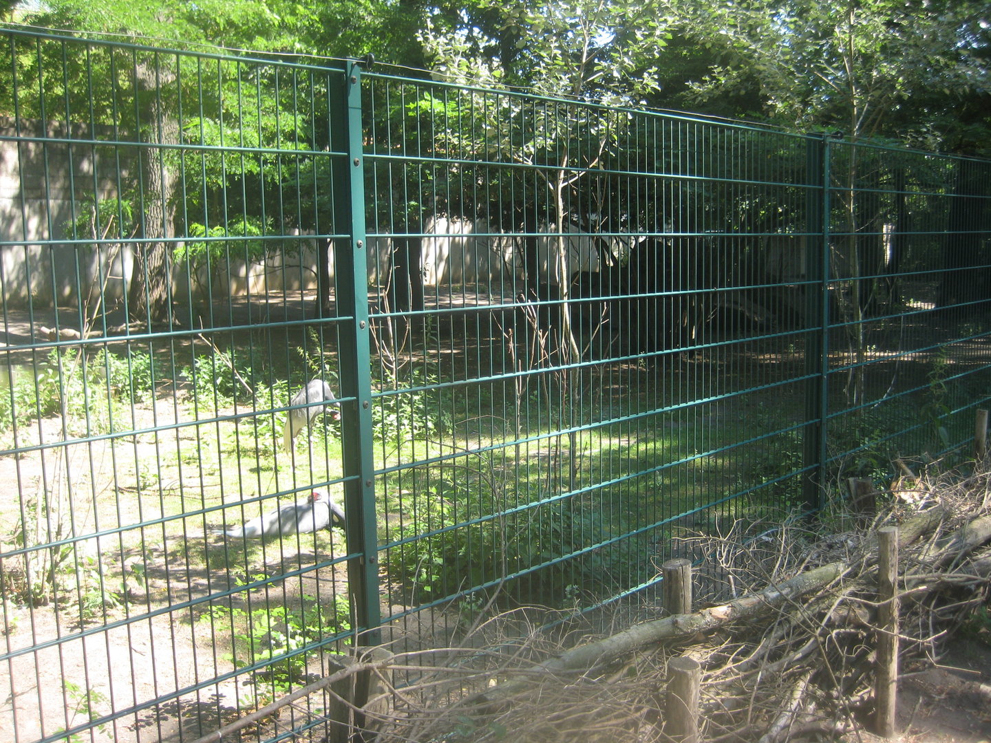 Berlin Tierpark - White-naped crane exhibit