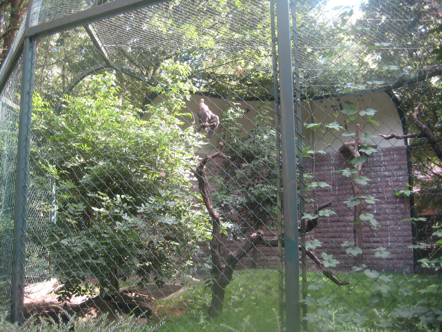 Berlin Tierpark - White-tailed sea eagle aviary