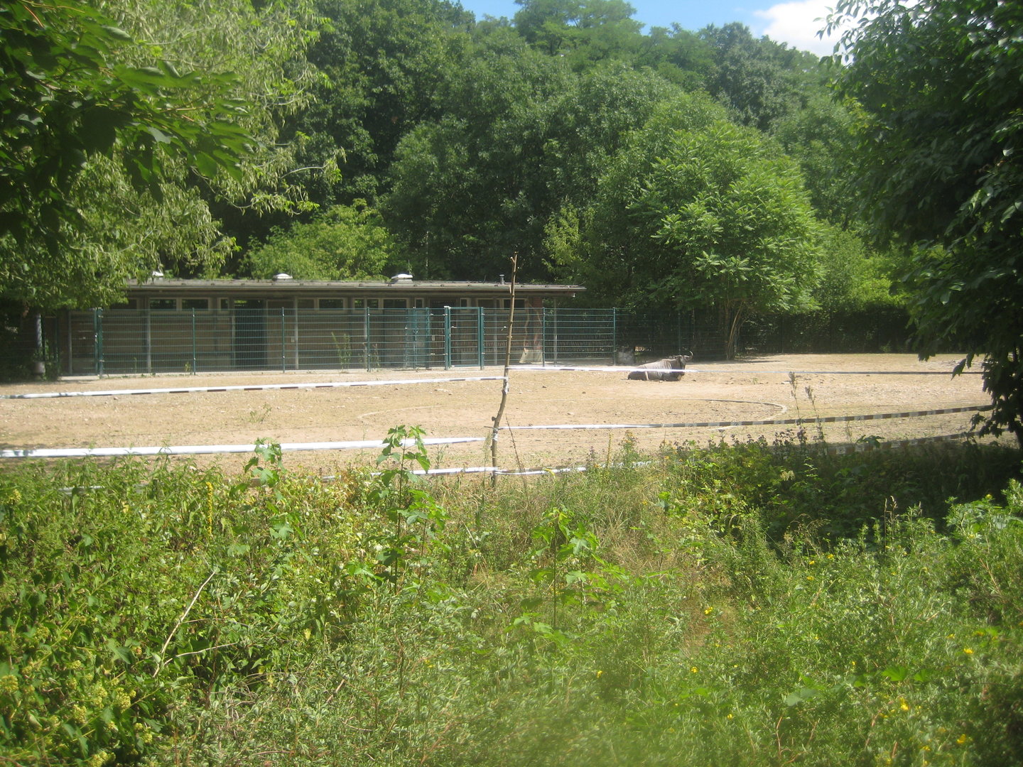 Berlin Tierpark - Wildebeest exhibit