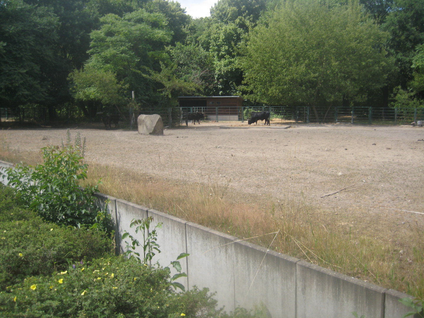 Berlin Tierpark - Zebu exhibit