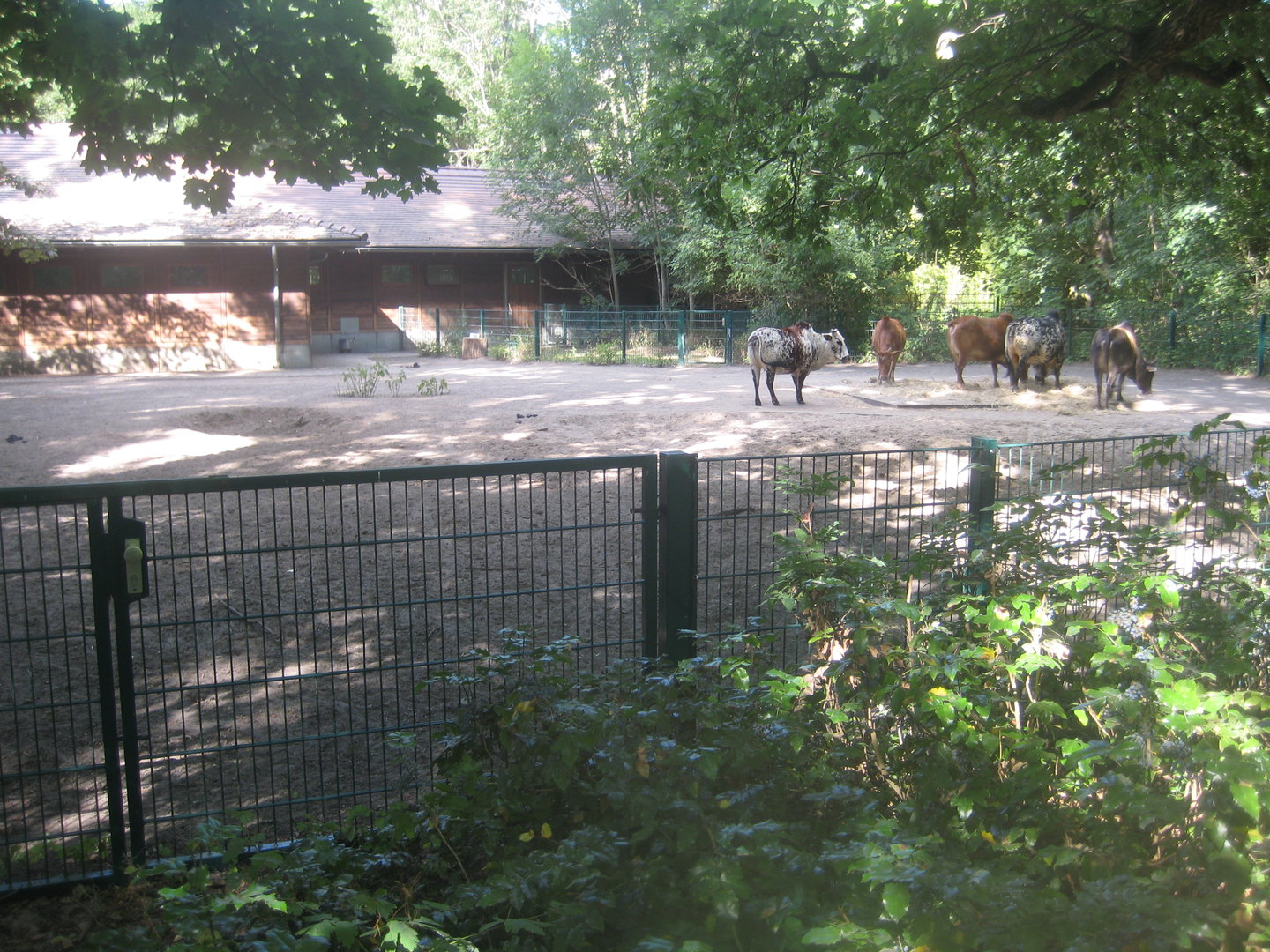 Berlin Tierpark - Zebu exhibit