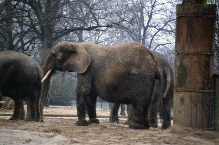 Berlin Zoo 1980's - female forest elephant