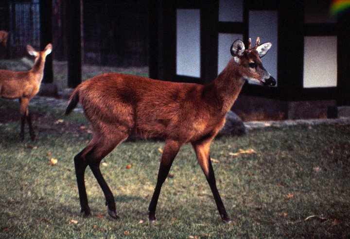 Berlin Zoo 1980's - Marsh Deer