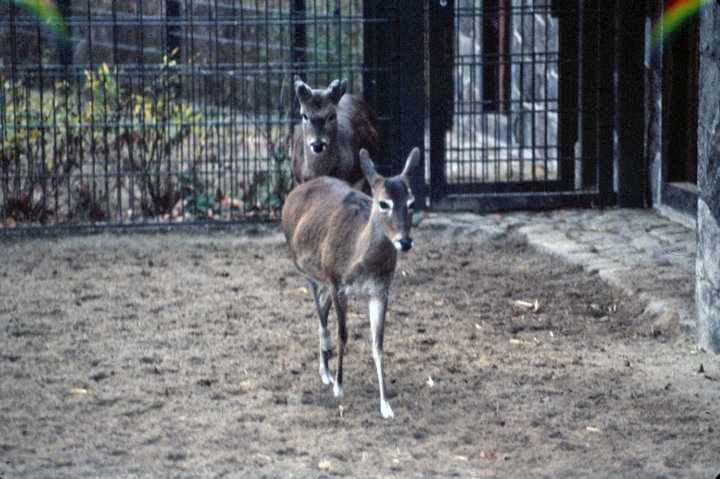 Berlin Zoo 1980's - Pampas Deer
